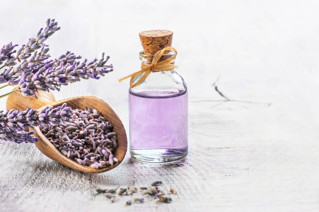 fiori di lavanda in paletta con bottiglia di olio di lavanda accanto