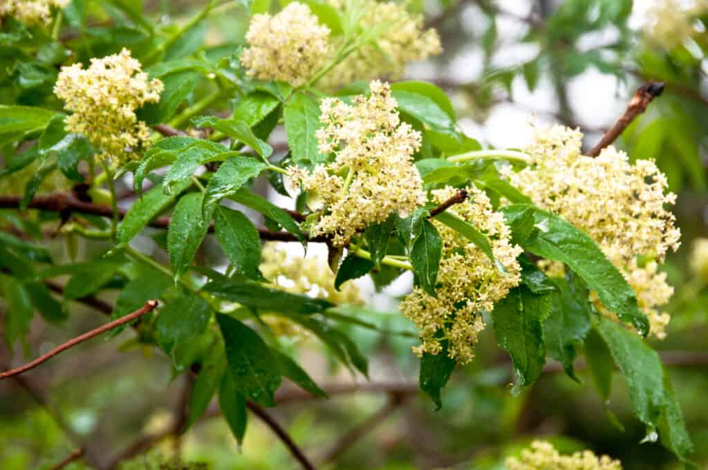 Fiori di sambuco rosso (Sambucus racemosa).