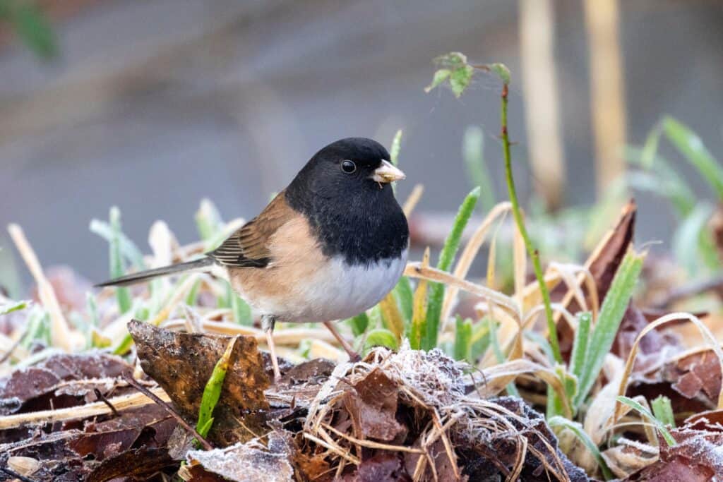 Un junco dagli occhi scuri