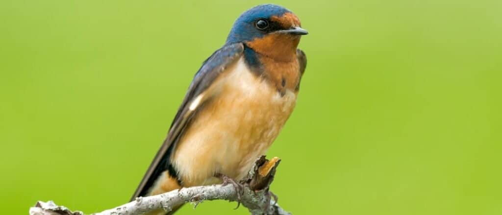 Barn Swallow appollaiato su un ramo morto.