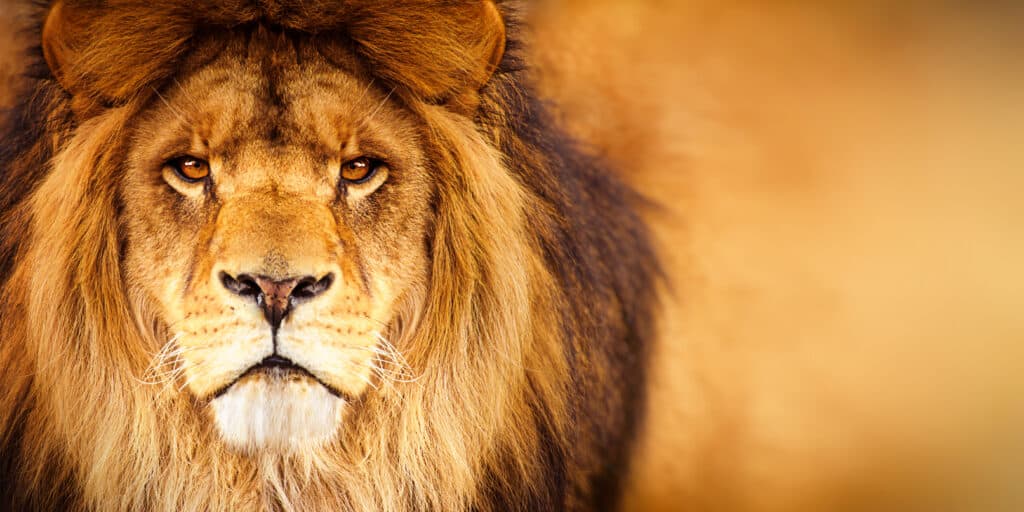 Il leone maschio guarda direttamente nella telecamera