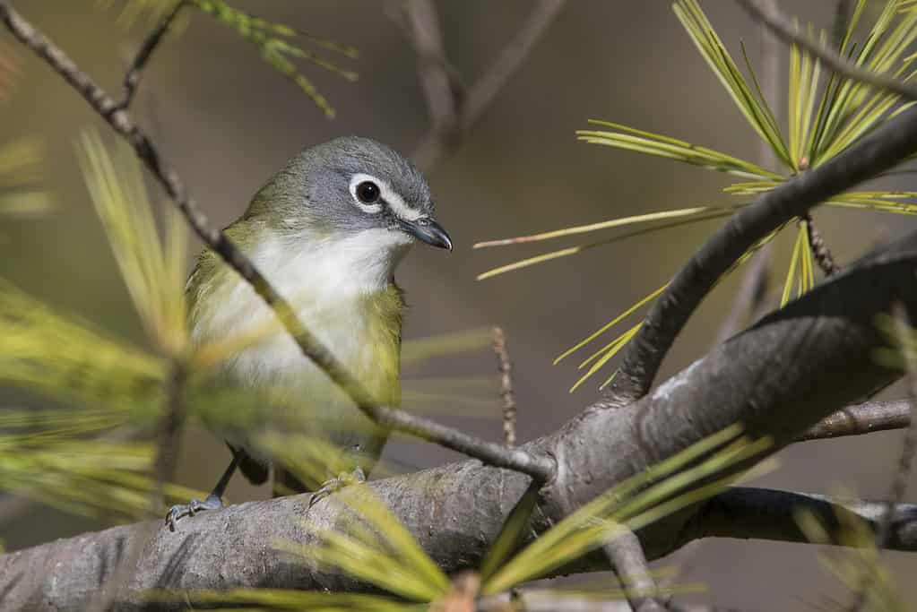 vireo dalla testa blu