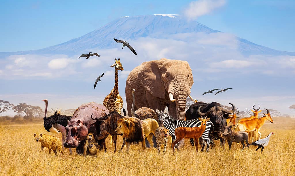 animali