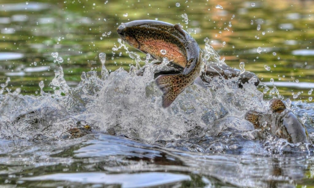 pesce trota