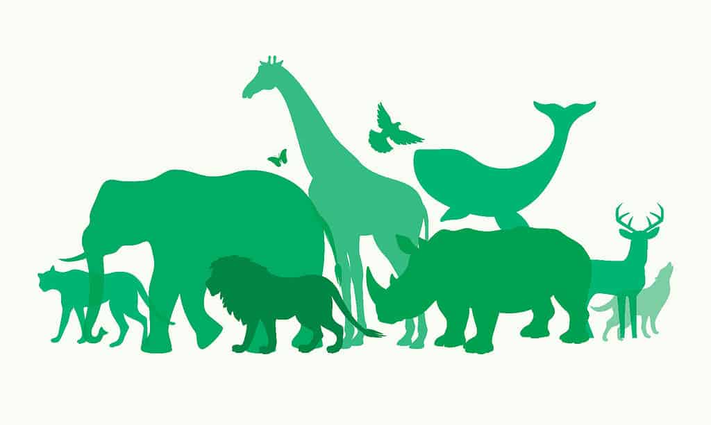 animali 
