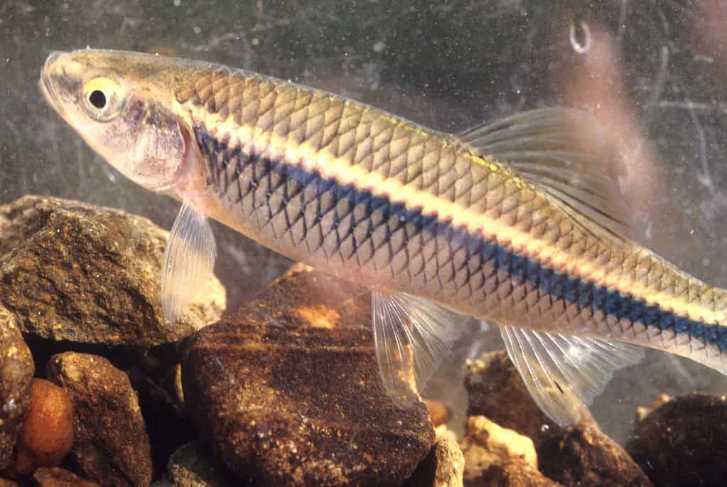 Lucentezza blu, Cyprinella caerulea