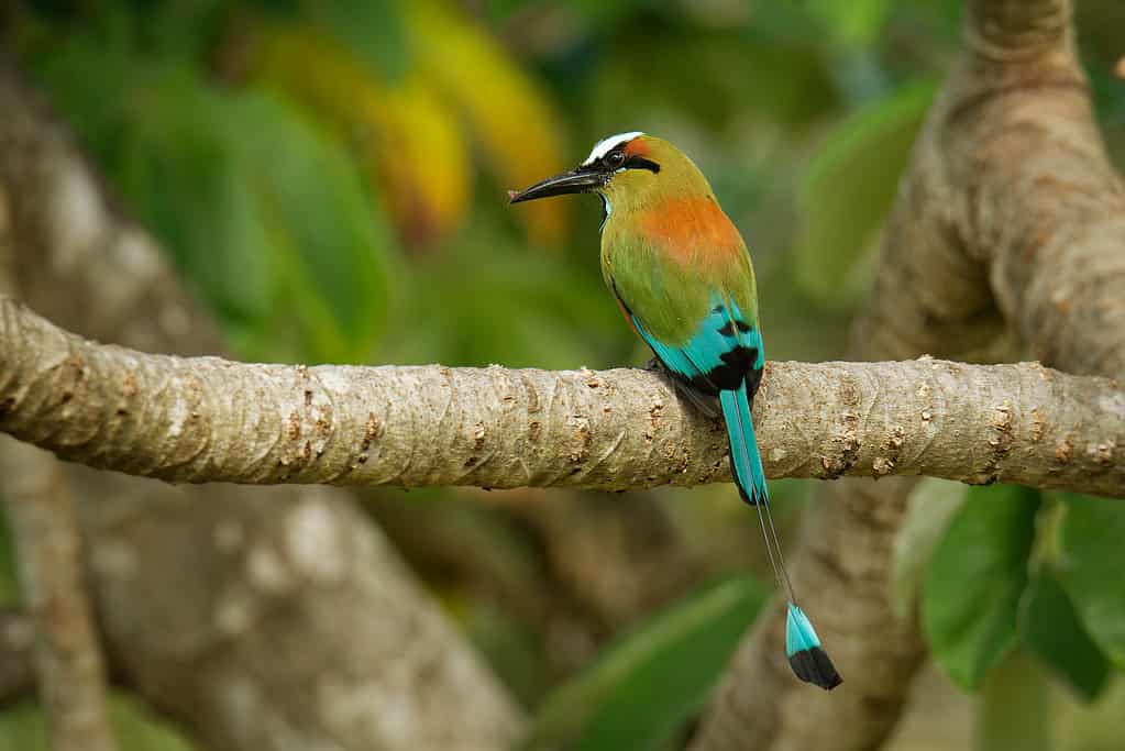 Motmot dalle sopracciglia turchesi - Eumomota superciliosa anche Torogoz, colorato uccello tropicale Momotidae dalla lunga coda, America centrale dal sud-est del Messico al Costa Rica. Uccello colorato sul ramo.