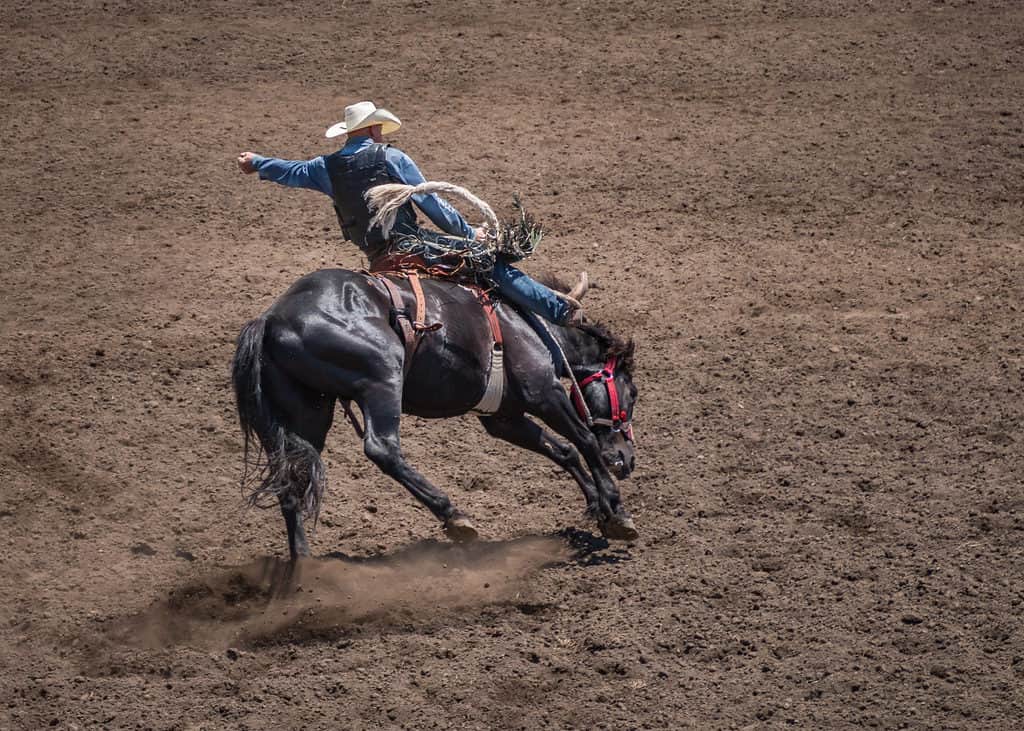 bucking bronco al rodeo