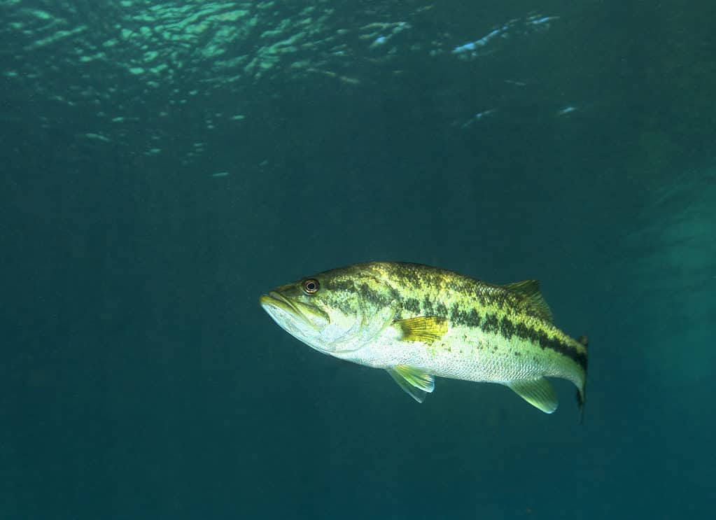 Il persico trota è di colore verde intenso