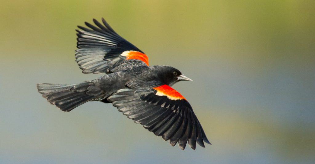 Gli animali più veloci del Massachusetts