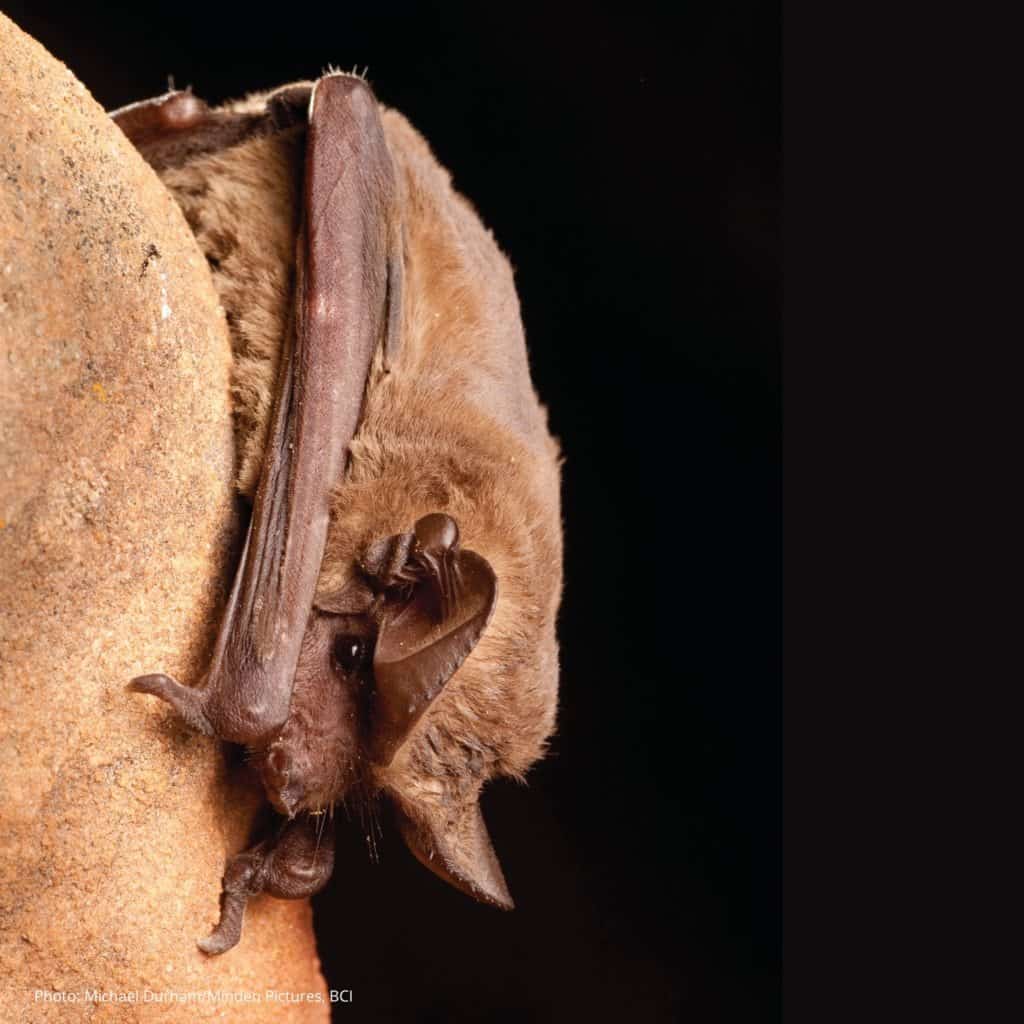 Pipistrello dalla coda libera messicano