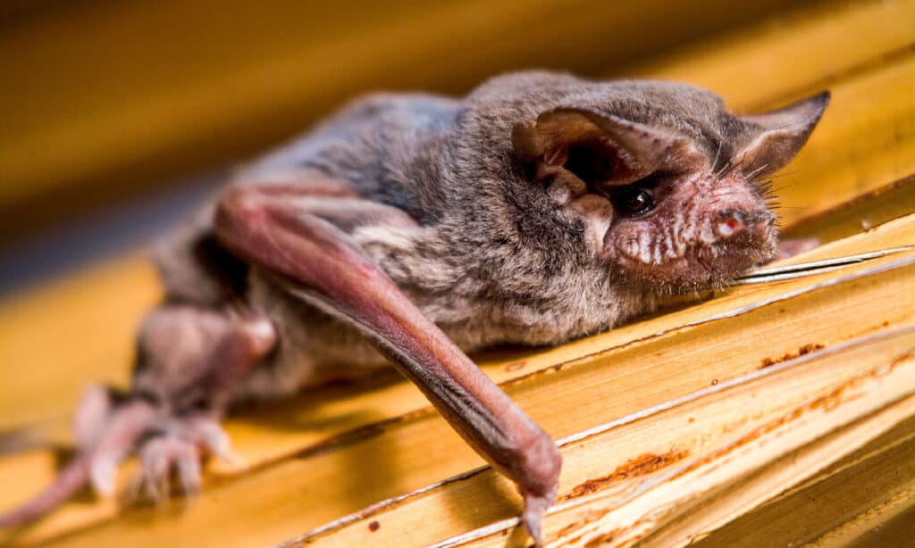 Pipistrello - Animale, Parte del corpo animale, Pelo animale, Ala animale, Ecolocalizzazione