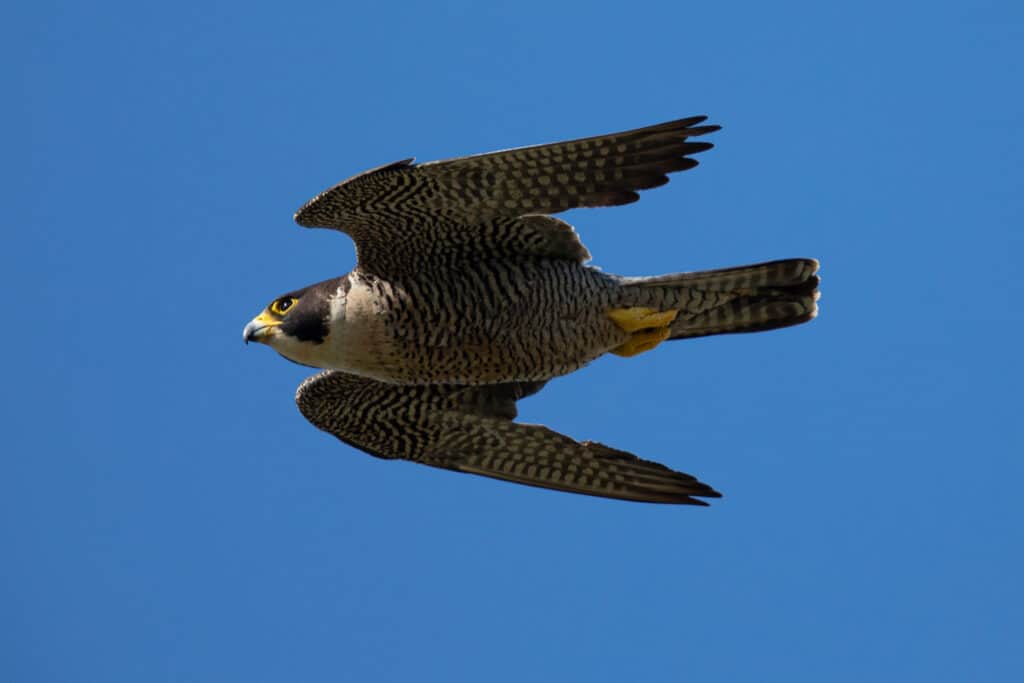 falco