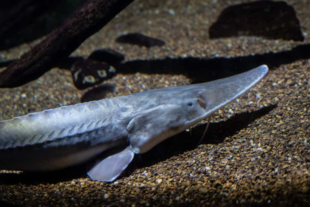 Lo storione pallido (Scaphirhynchus albus) è una specie in via di estinzione.
