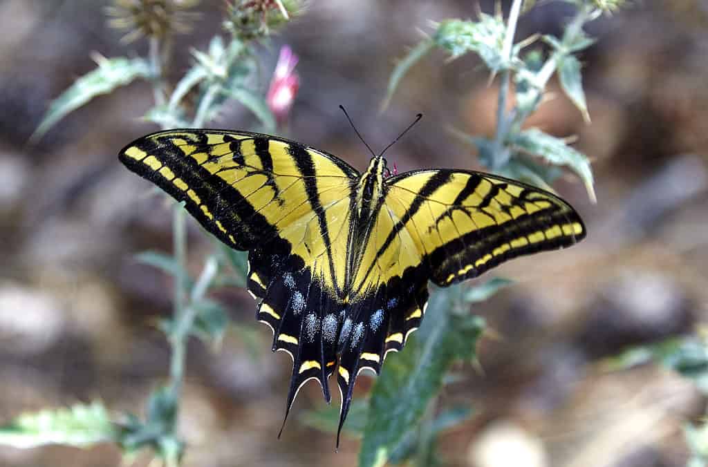 Farfalla a coda di rondine a due code che raccoglie nettare dal fiore