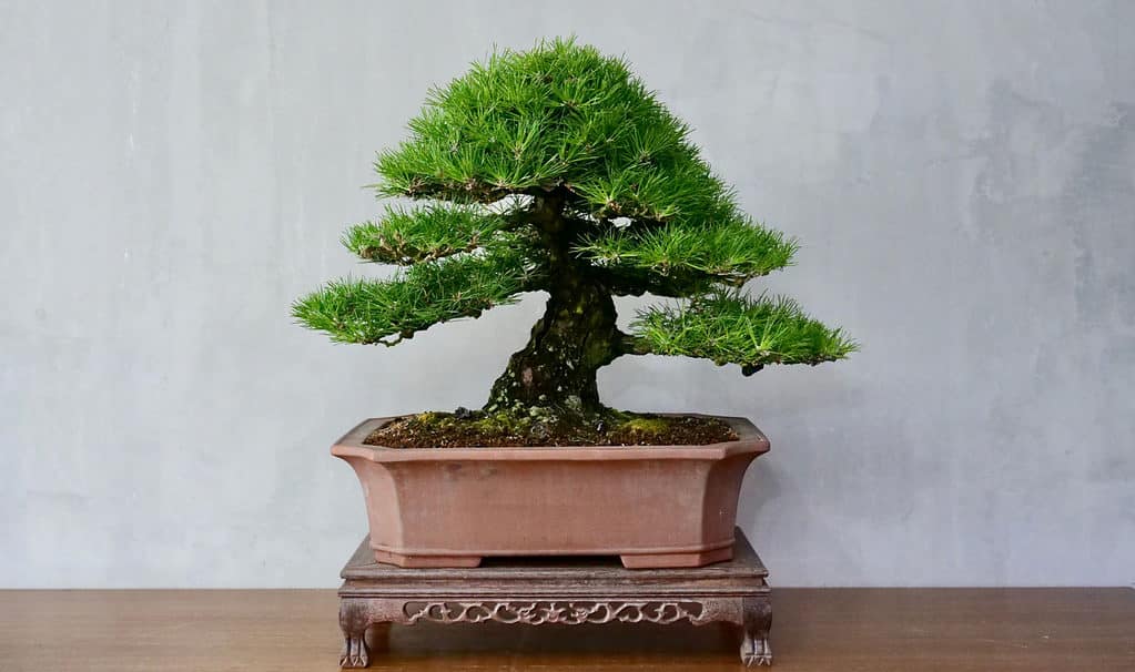 Bonsai costosi