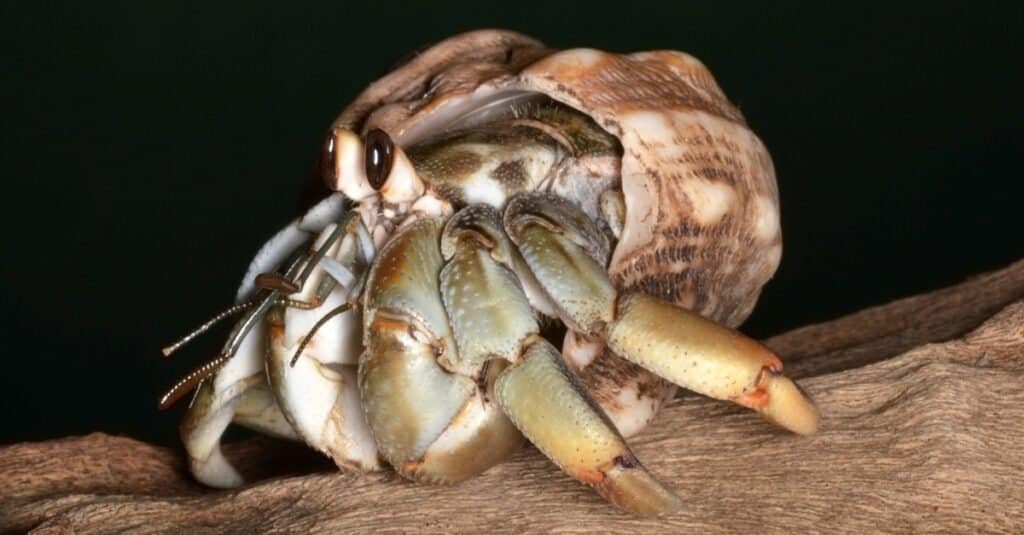 Coenobita compressa (granchio ecuadoriano)