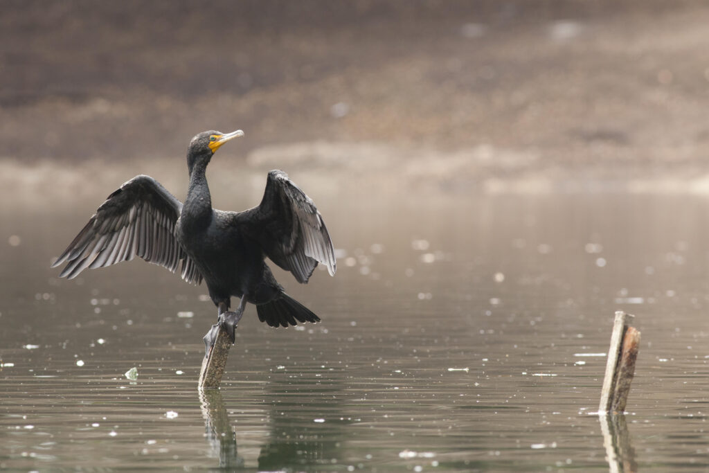 Cormorano neotropico appollaiato su un ramo nel Denman Estate Park San Antonio