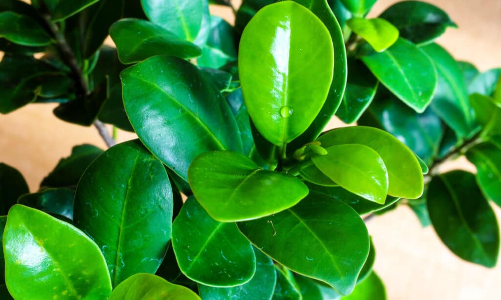 Foglie di ficus retusa