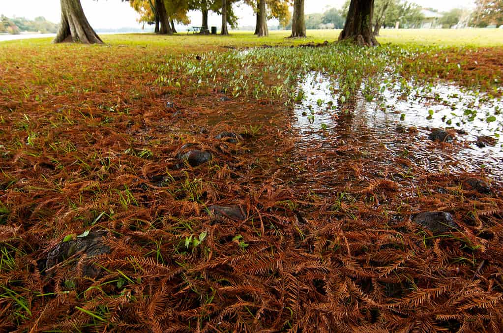 arcobaleno, scarabeo, habitat