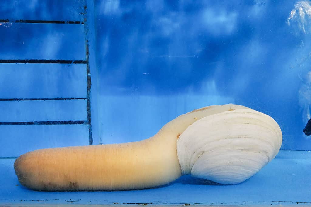 Geoduck in acquario