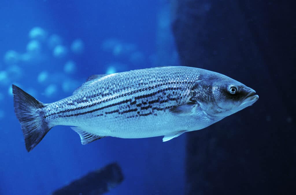 Full frame di basso a strisce argento / blu in acqua, sembra essere un acquario.  sfondo molto blu - animali di stato del Rhode Island