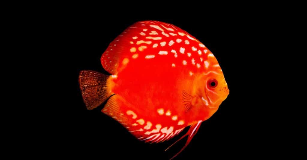 Disco rosso su sfondo nero