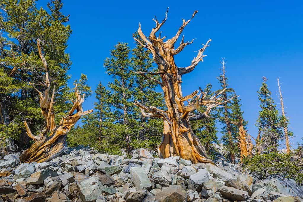 Grandi alberi di pino bristlecone del bacino