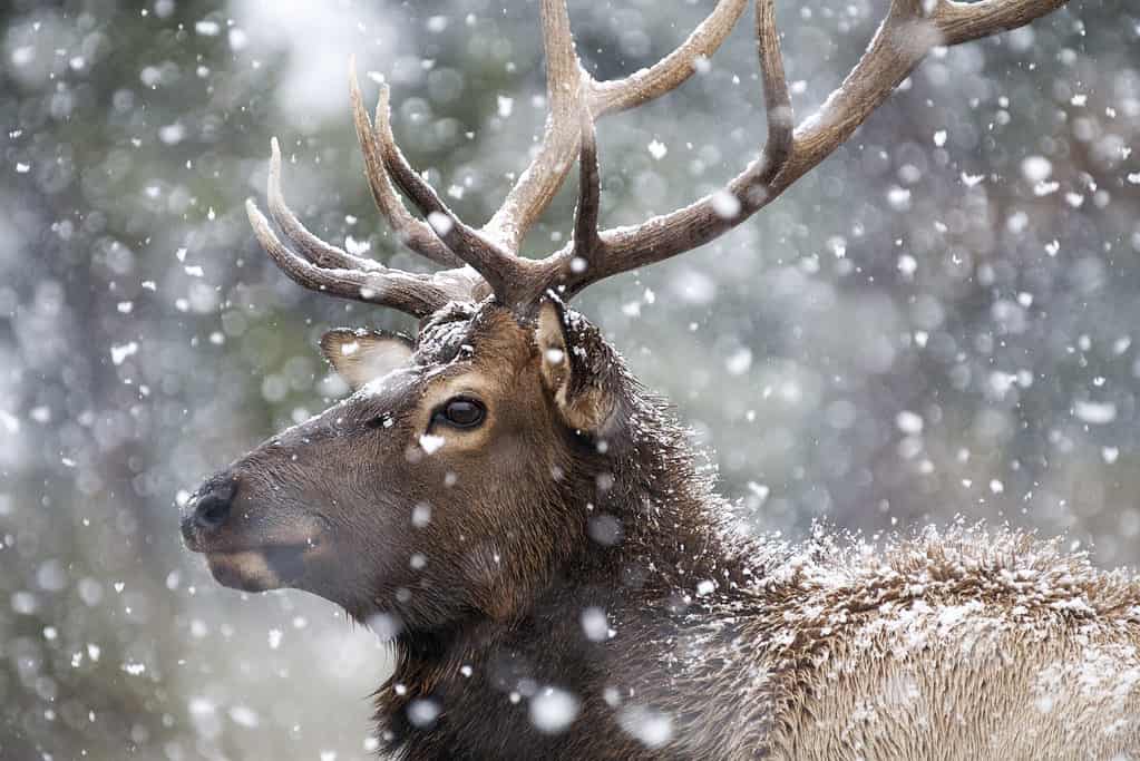 Alci americani nella neve