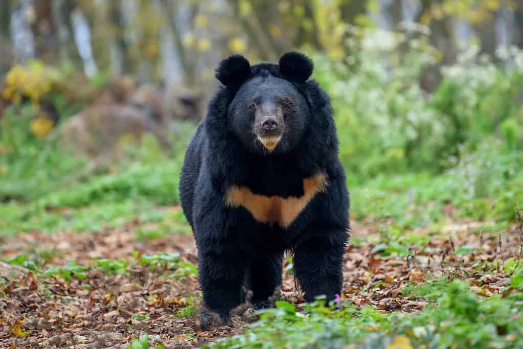 Orso nero nella foresta