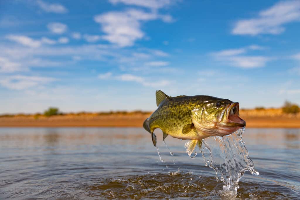 Il persico trota è un incredibile pesce sportivo.