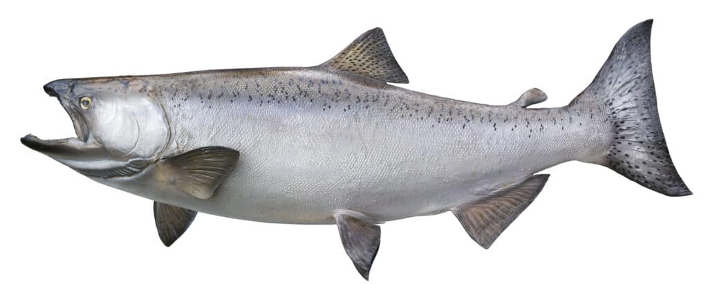 re salmone