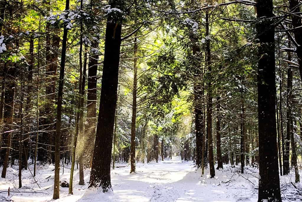 Neve del Connecticut