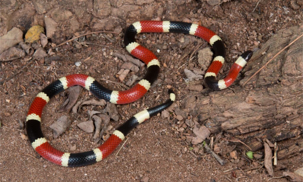 Il serpente corallo di Sonora è un serpente velenoso in Arizona