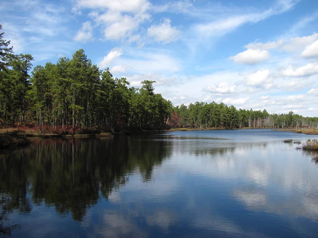 La Wharton State Forest è la più grande foresta del New Jersey.
