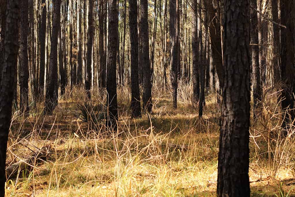 Sam Houston Forest in autunno