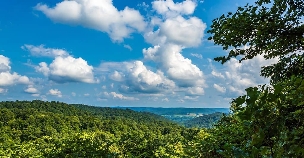 Foresta dello stato di Shawnee