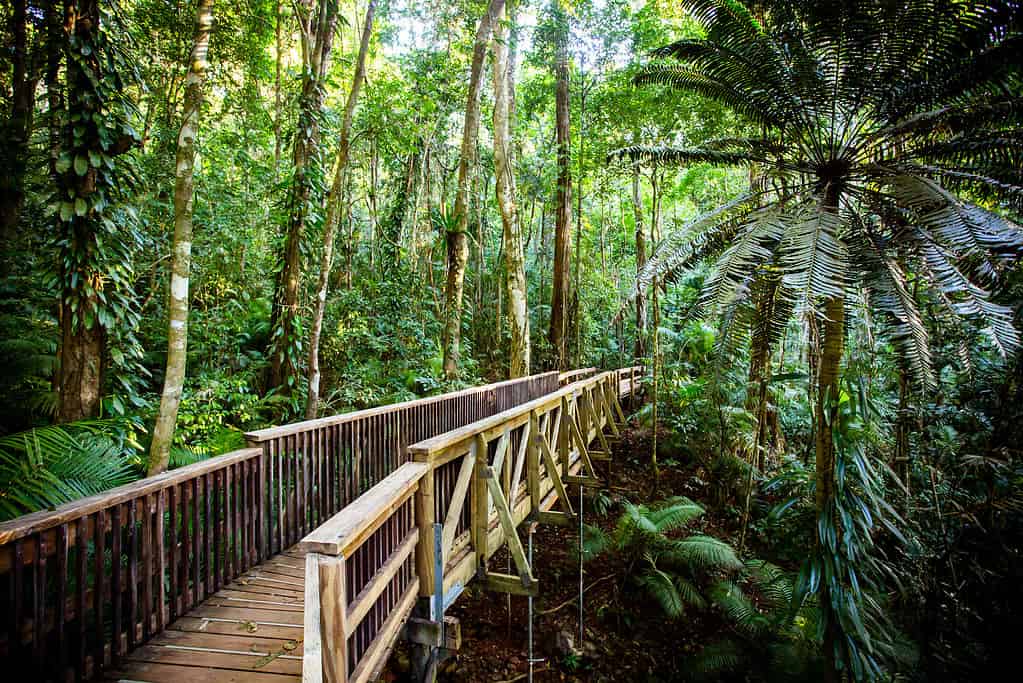 Il Daintree Jindalba Boardwalk in Australia