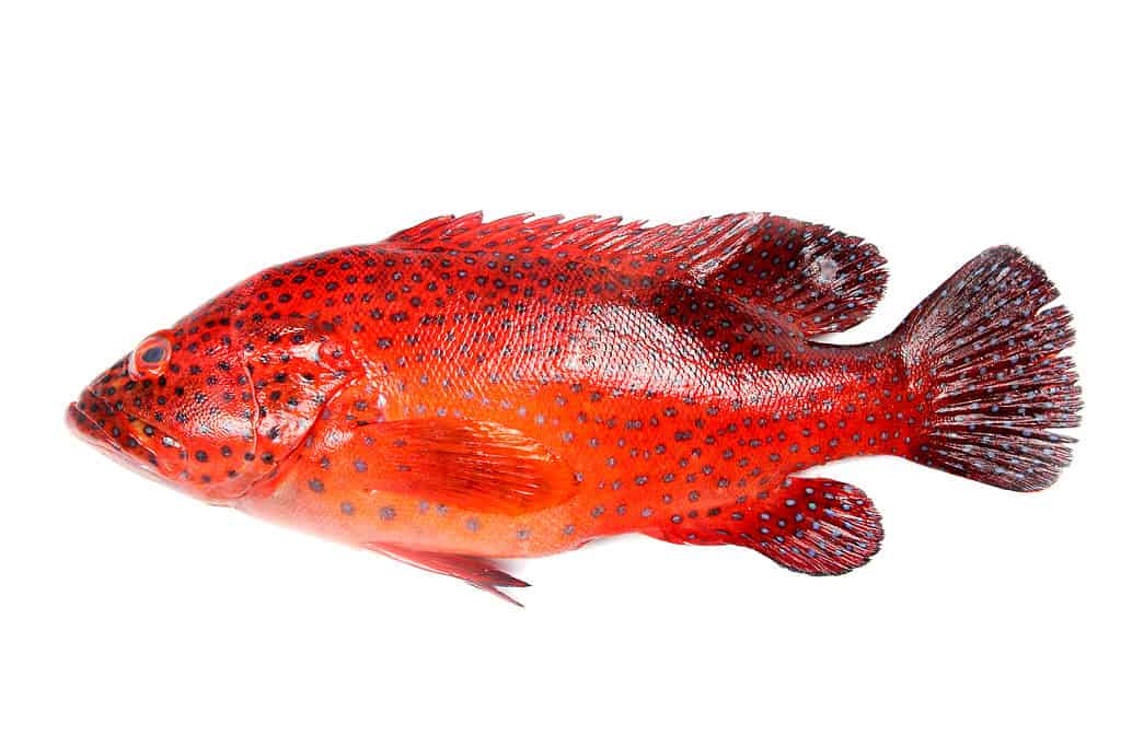 cernia rossa colorata