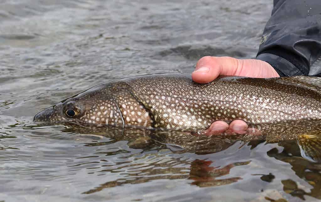 Pescatore che rilascia una trota di lago