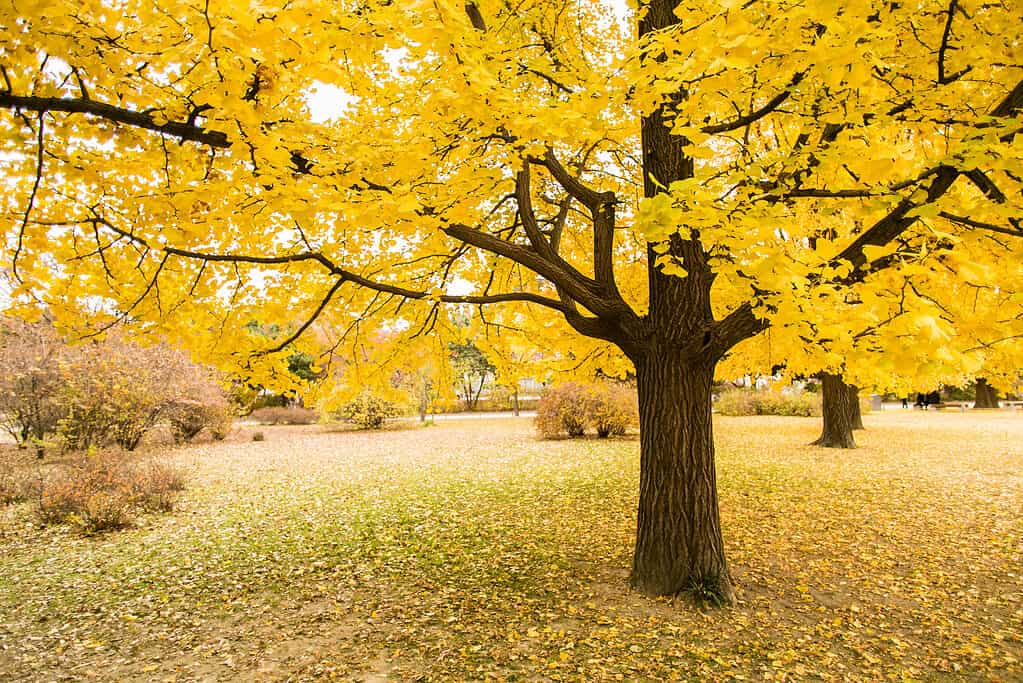 albero di ginkgo