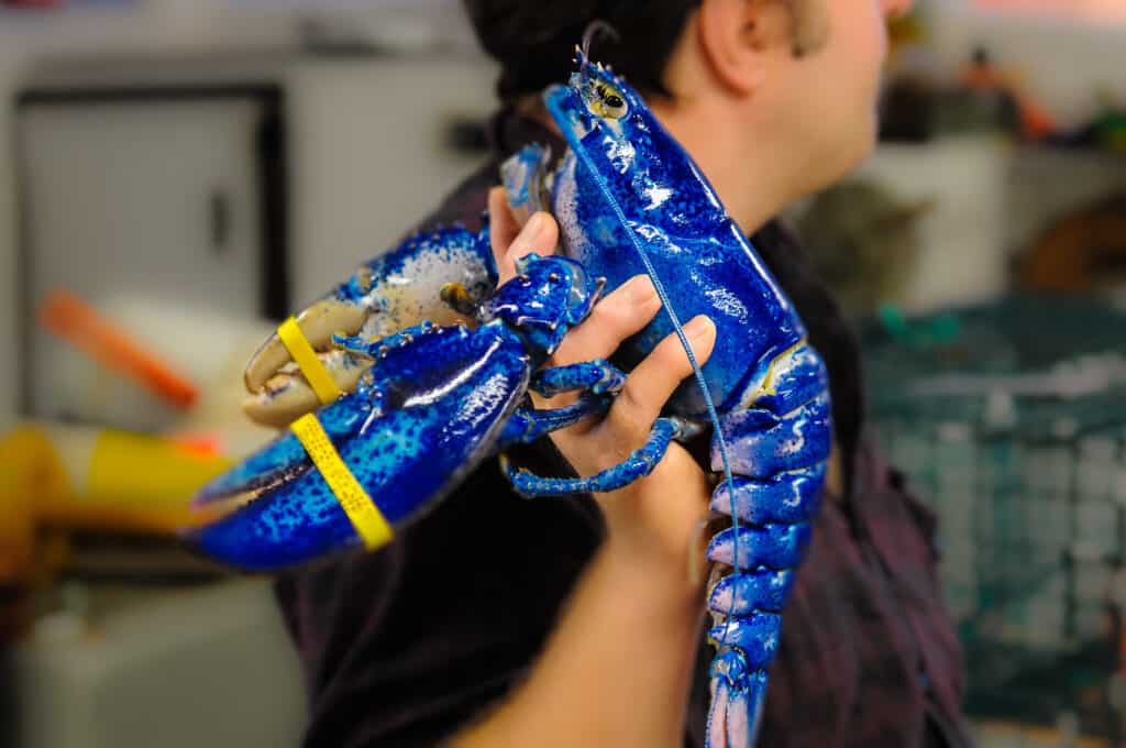 Aragosta Blu