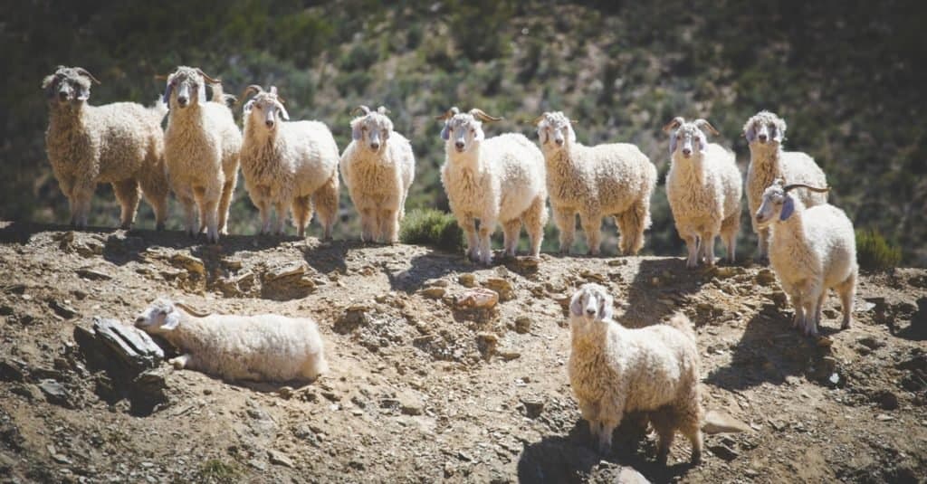 Un gruppo di capre Angora, che forniscono mohair, in una fattoria nel Karoo in Sud Africa.