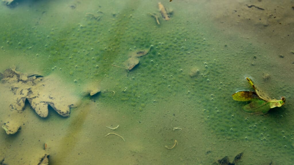vermi Nematomorpha trasparenti che compaiono nella pozzanghera dopo la pioggia