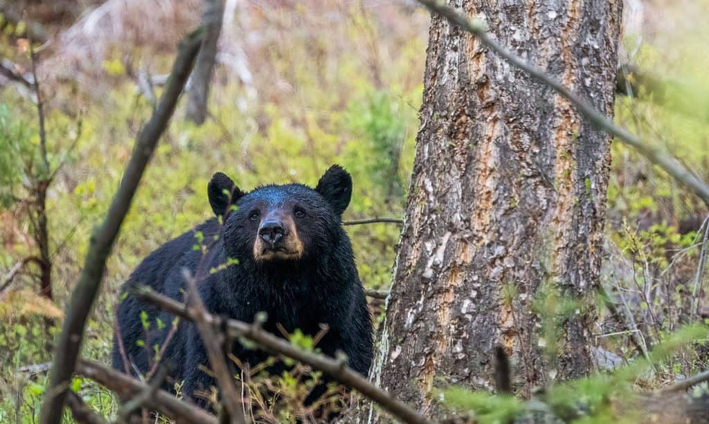 Orso nero della Louisiana