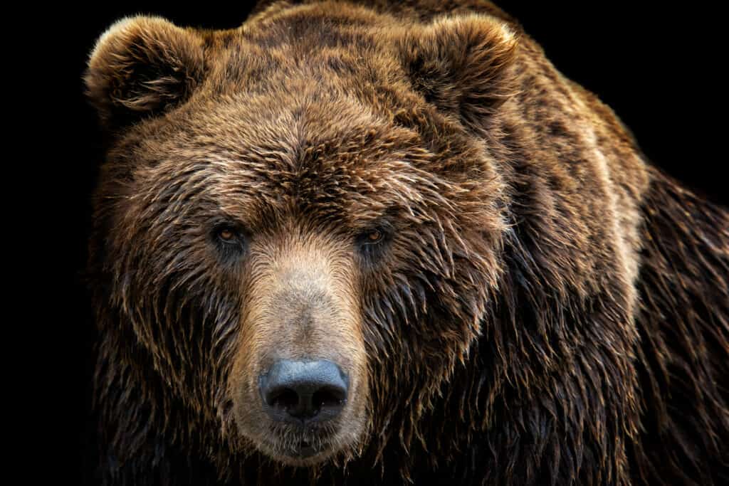 Orso che fissa la telecamera