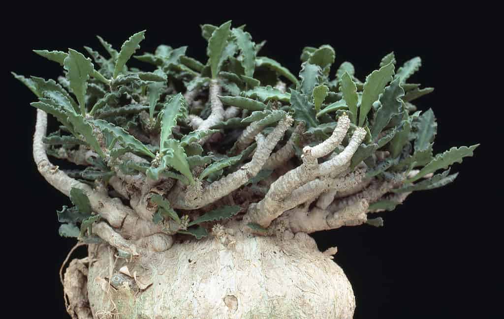 Fockea crispa radice succulenta