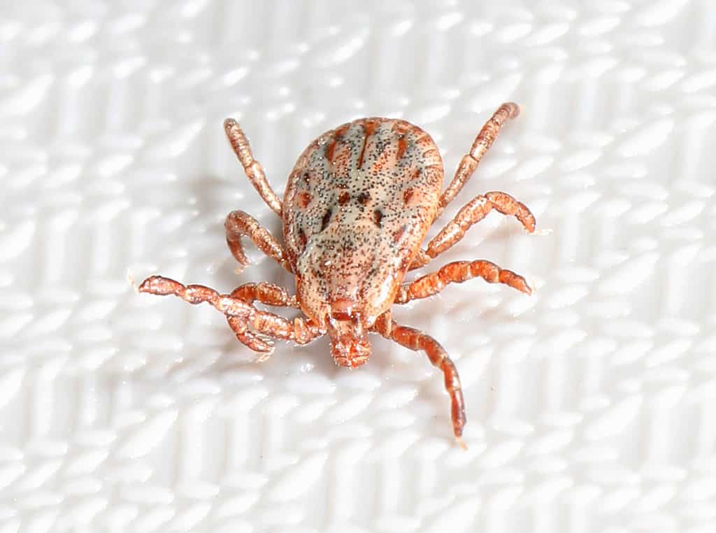 Zecca della costa del Pacifico - Dermacentor occidentalis