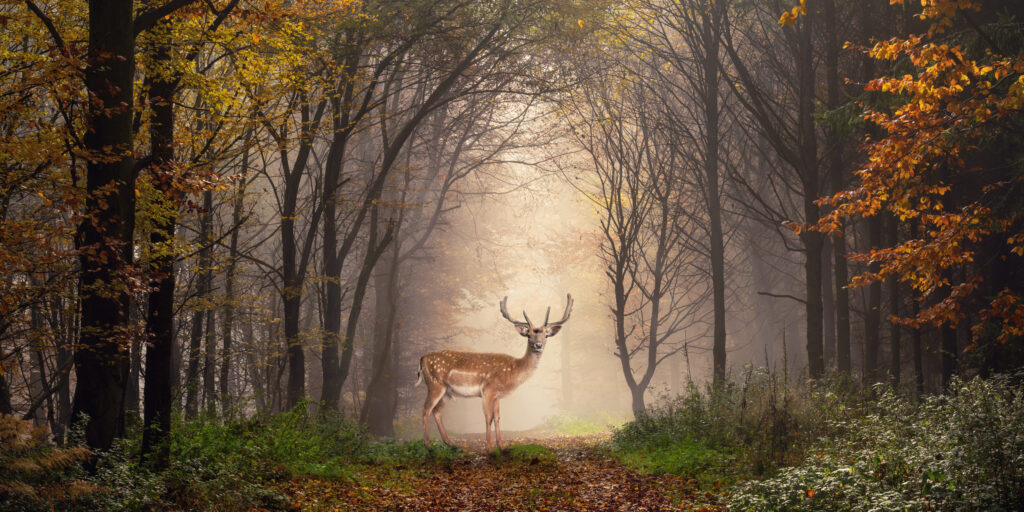Gli animali spirituali possono visitarti nella vita reale o nei sogni