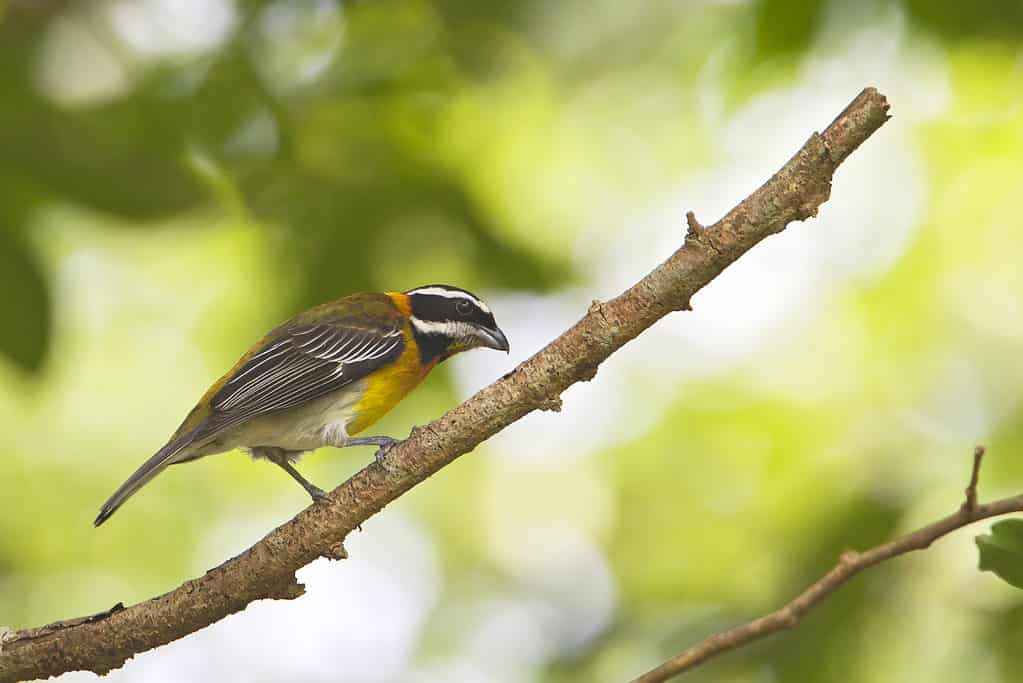 L'uccello ufficiale di Porto Rico è lo Spindalis di Porto Rico 